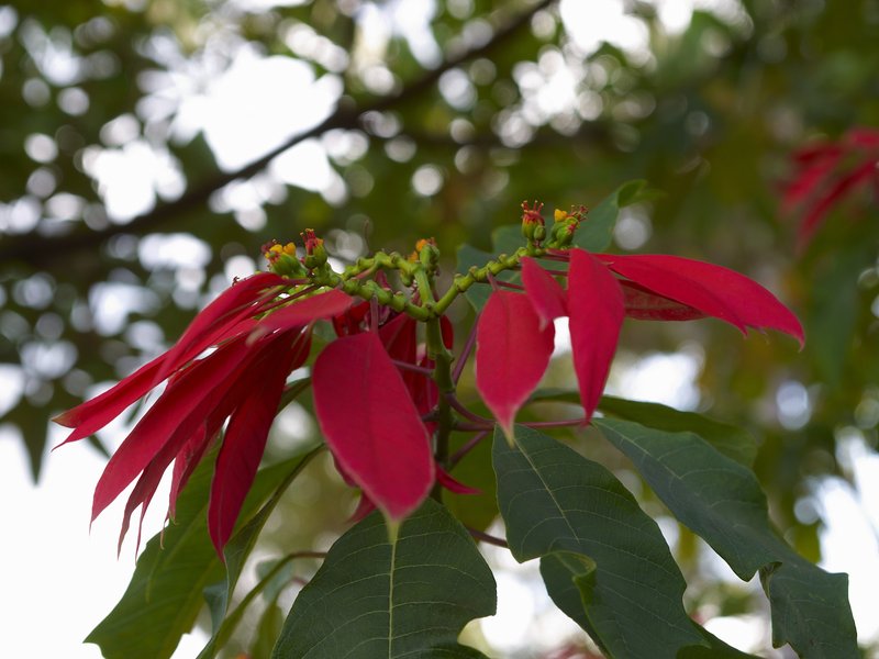 Bolaven Plateau, Christmas star